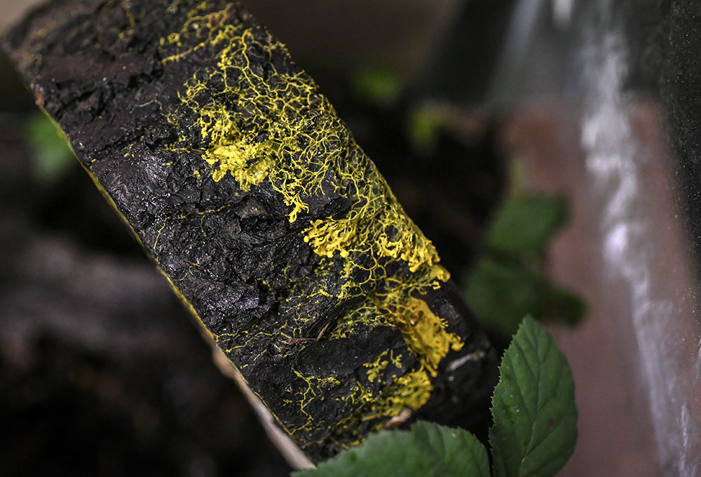 AFP STEPHANE DE SAKUTIN (4)