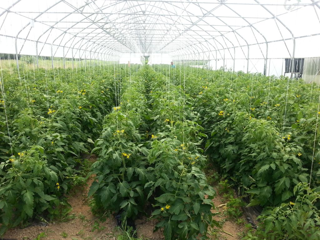 USAID/Sweden FARMA II Project