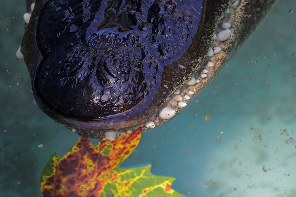 REUTERS/Marko Đurica