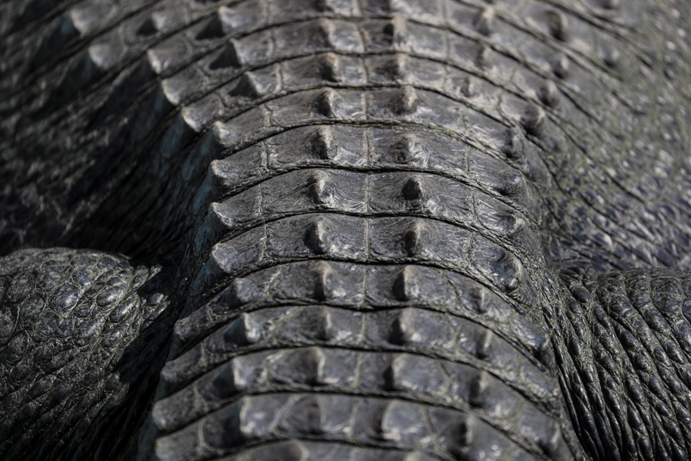 Aligator Muja Foto Reuters Marko Djurica (9)