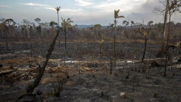 amazonija-195129-725x408