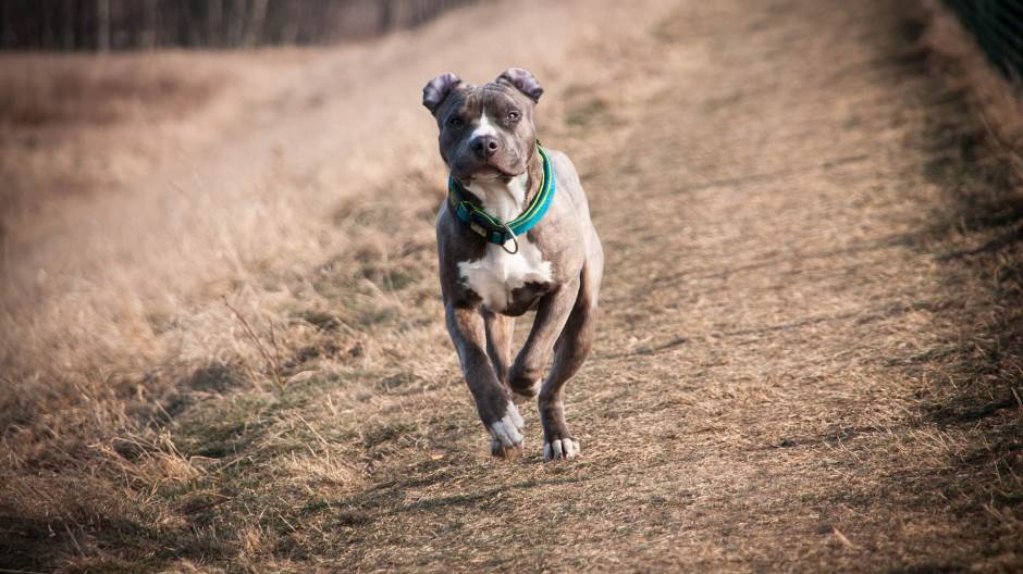 amstaff-3742245_1920