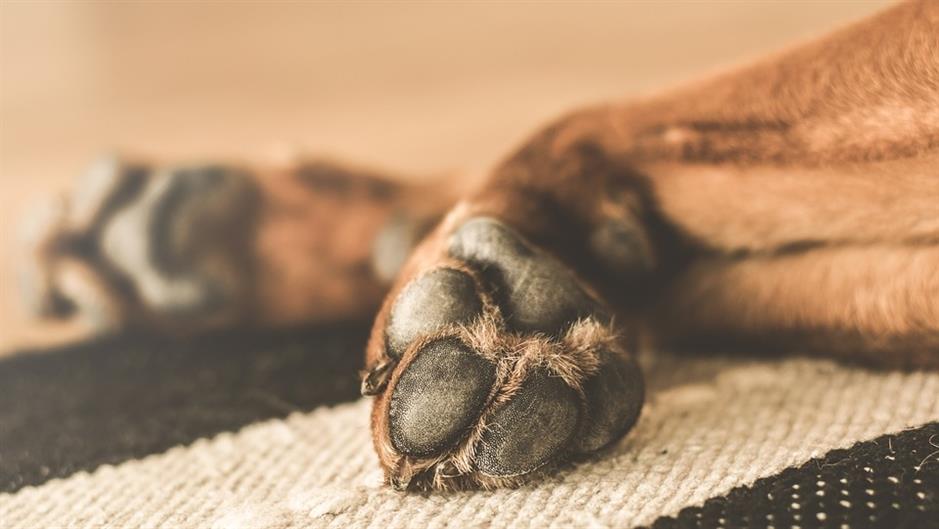 animal-1853686_960_720