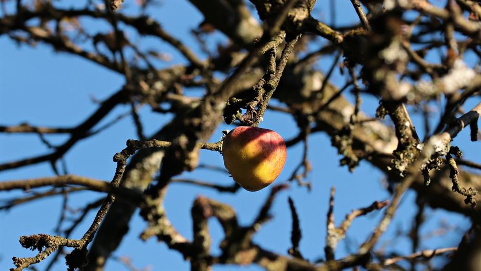 apple-1824353_1920