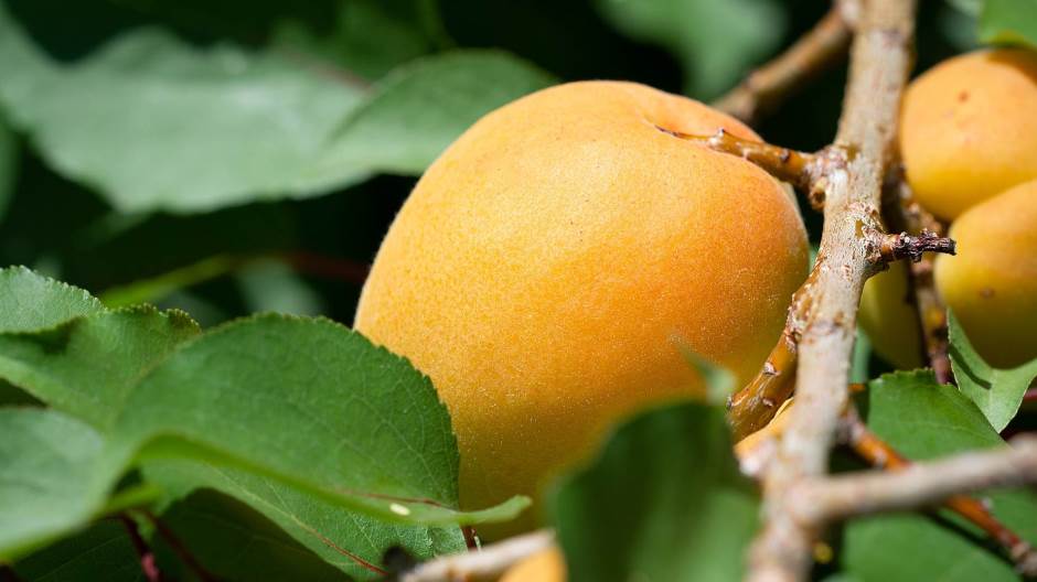 apricot-3589622_1920