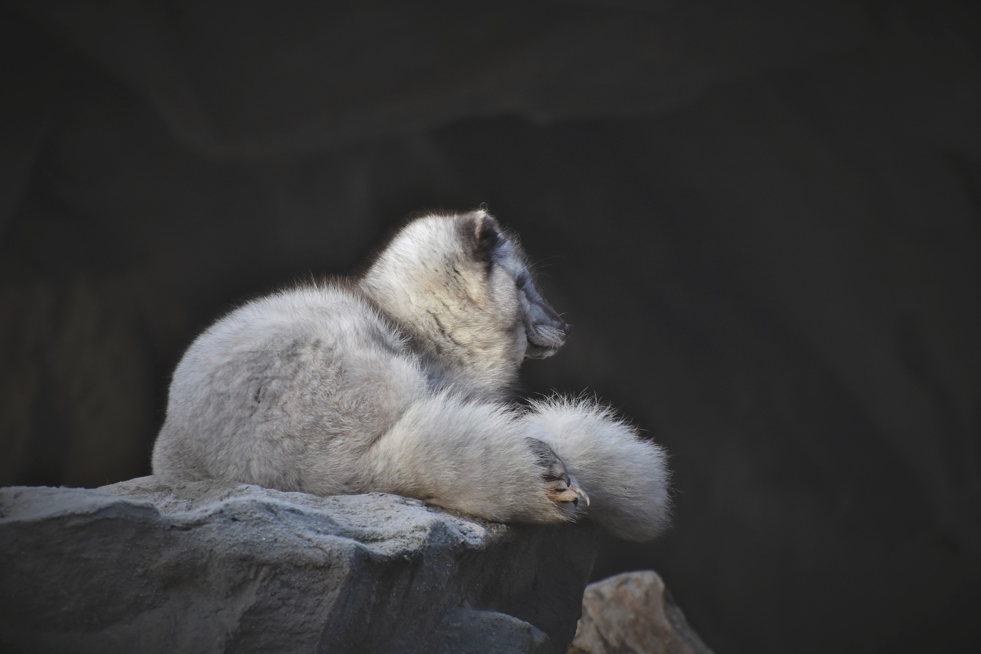 arctic-fox-4790151_1920