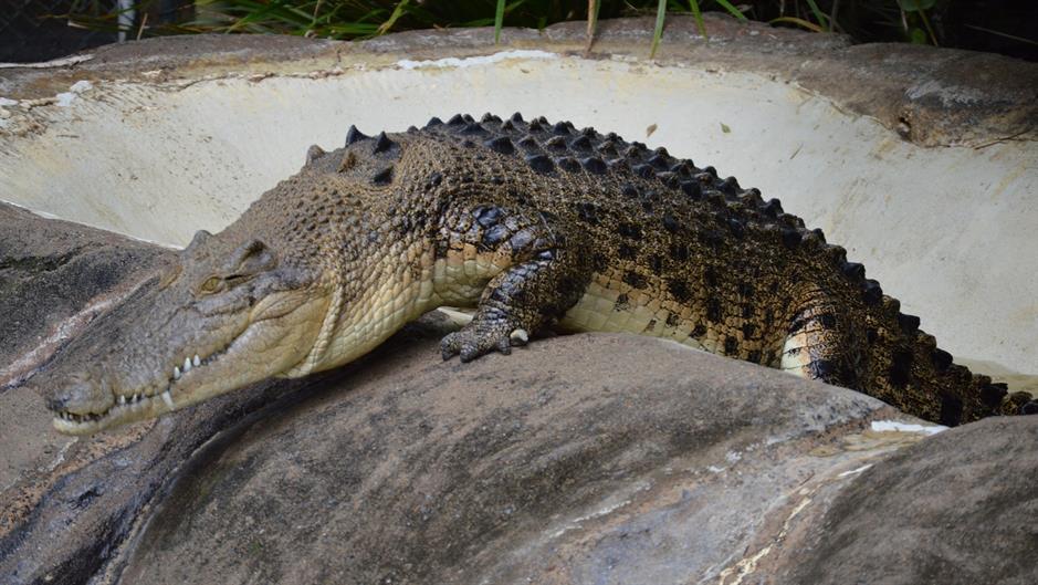 australia-zoo-998015_1920