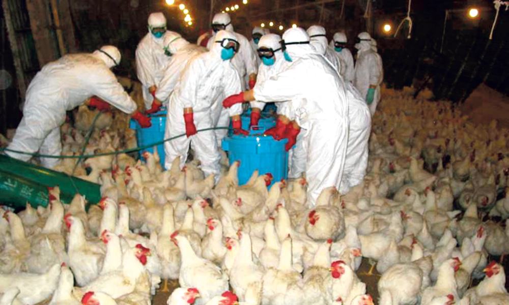 avijarna influenca 001