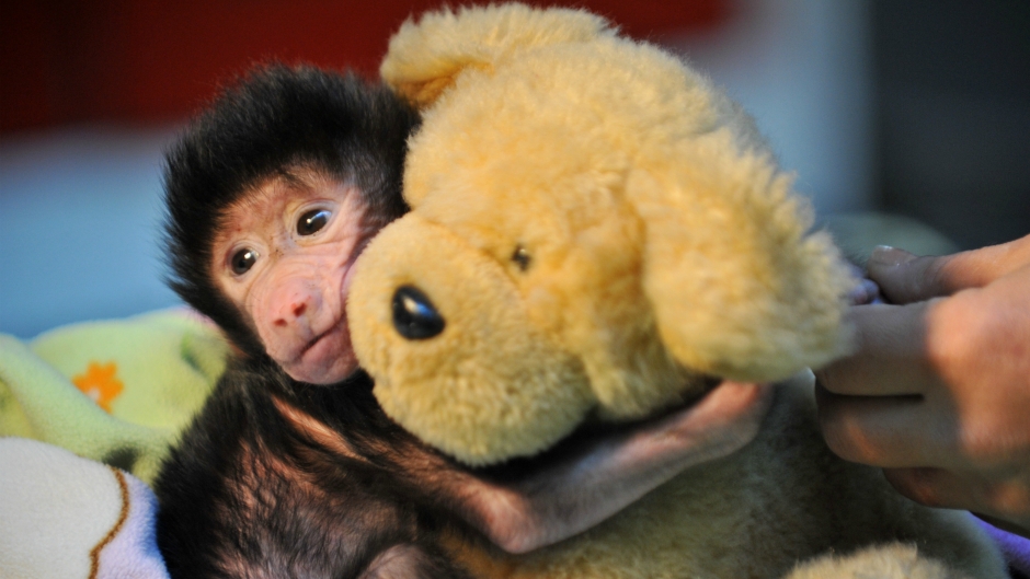 Baboon