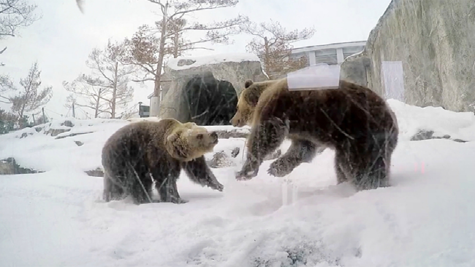 Bear-playfighting-_3571072b