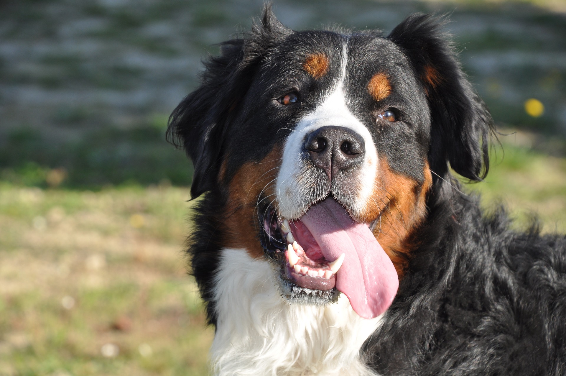 bernese-mountain-dog-1205918_1920