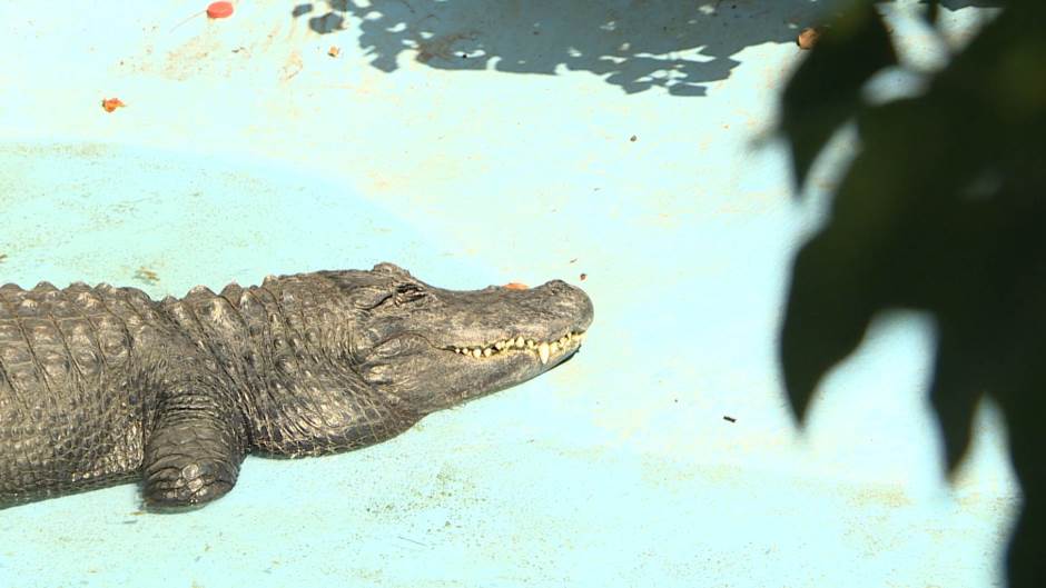 bg-aligator-120820-doj_315_0217FILE(20200812-113031353).MXF.2069_13.Still002