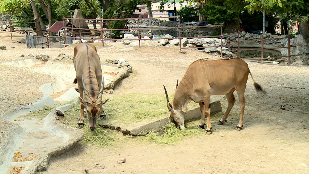 bg-zoovrt-120717-aps_746_0955FILE(20170712-131435798).MXF.Still011