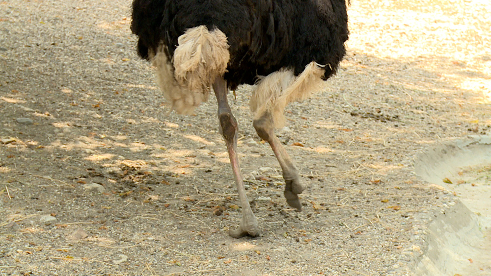 bg-zoovrt-120717-aps_746_0955FILE(20170712-131435798).MXF.Still012