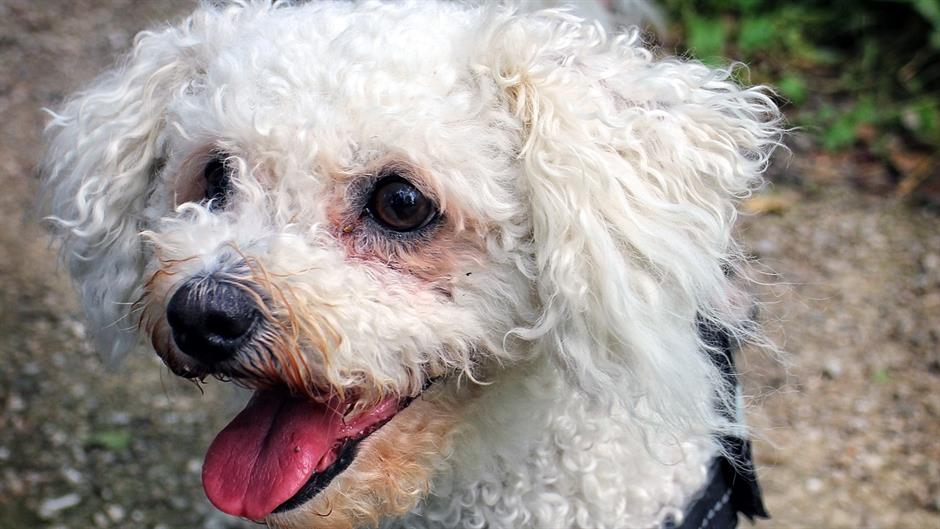 bichon-frise-857244_1280