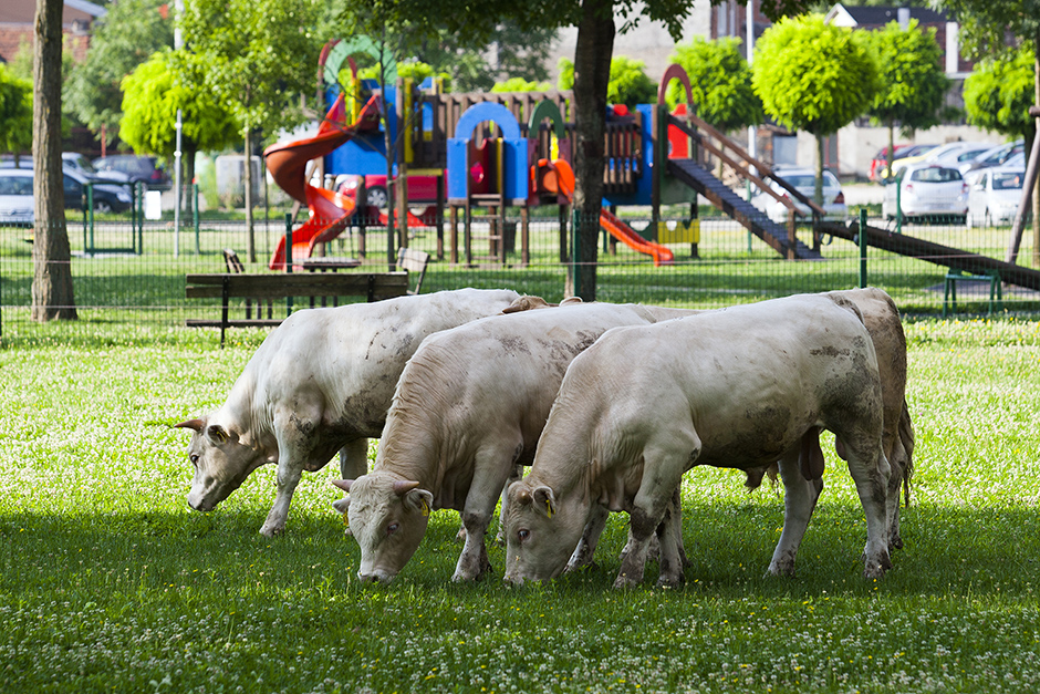 CROPIX/Tomislav Krišto