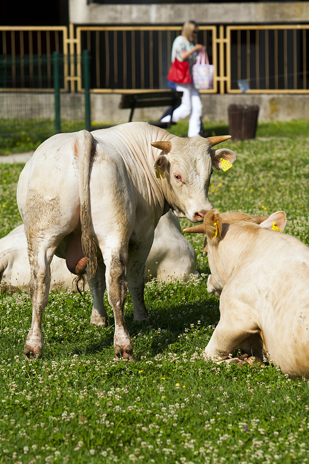 bikovi_ministarstvo10-02071