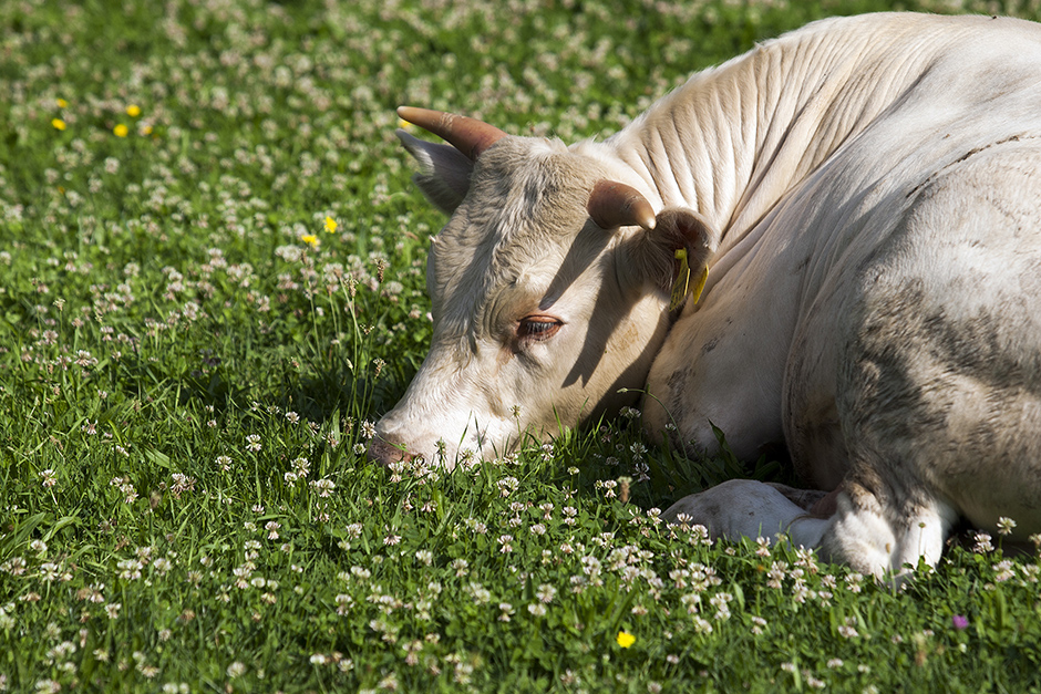 CROPIX/Tomislav Krišto