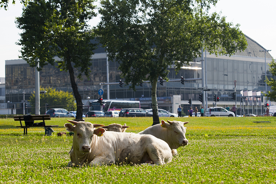 bikovi_ministarstvo8-020715