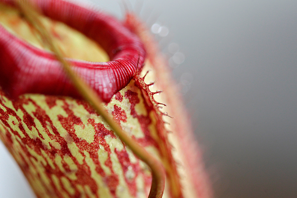 Biljka Mesozderka Foto Reuters Luisa Gonzalez (8)