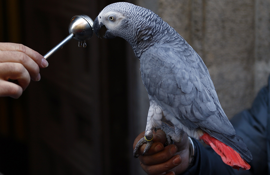 blagosiljanje zivotinja (1)