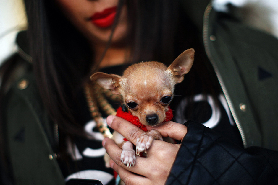 blagosiljanje zivotinja (11)