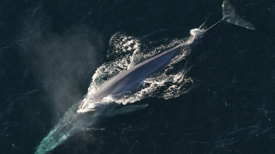 blue-whale-1198719_1920