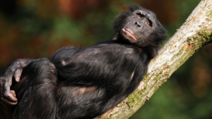 bonobo