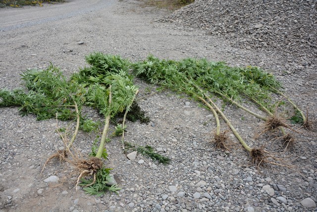 Bušletić, indijska konoplja