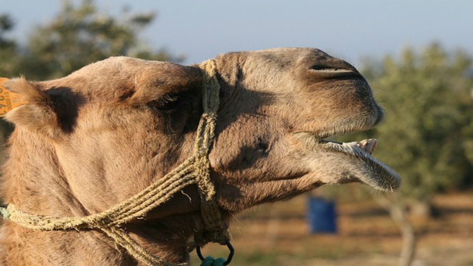 camel