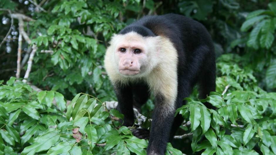 capuchin-monkey-panama-1341346-1279x852
