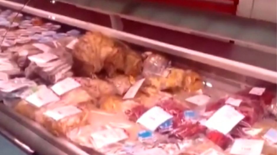 CAT SEAFOOD