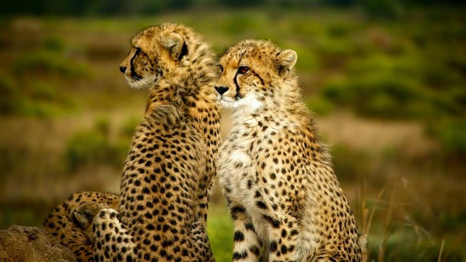 cheetahs-1900660_960_720