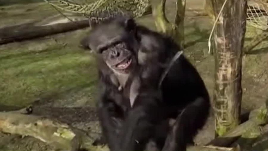 chimp tushi