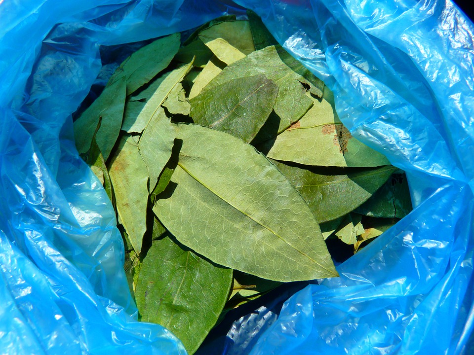 coca-leaves-43289_960_720