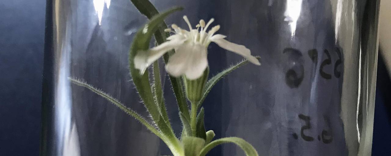 Copyright orf.at - Silene Stenophylle