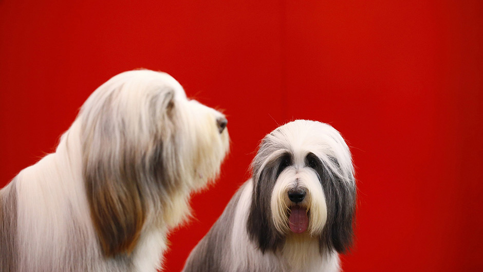 Crufts  (13)