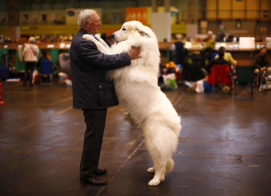 Crufts  (5)