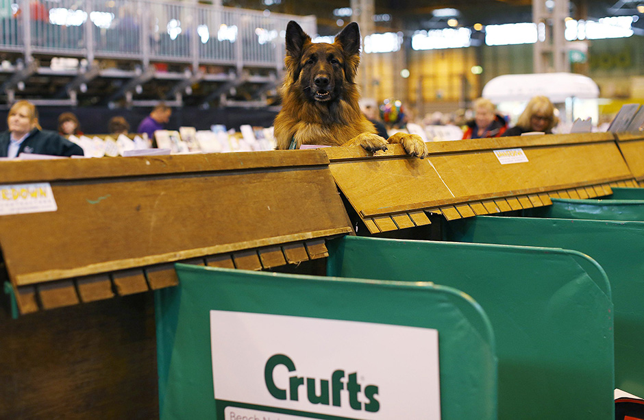 Crufts  (6)