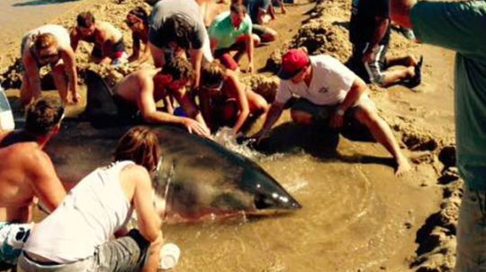 d6f3a8a86452ae838baa1b11e0a9a8e7