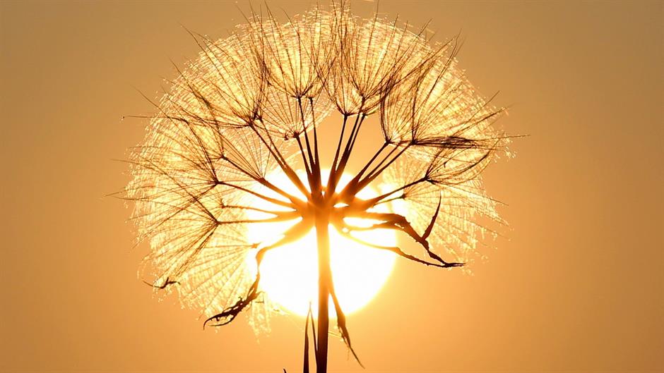 dandelion-1557110_1920
