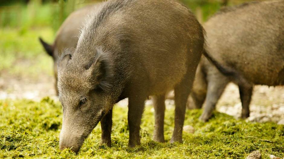 divlje svinje, divlji vepar