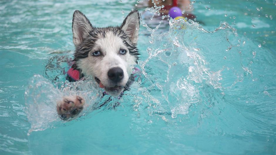 dog-168815_1920