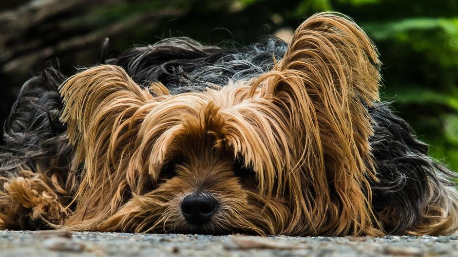 dog-195877_1920