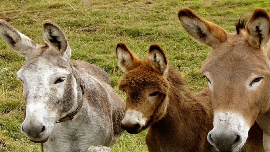 donkeys-218069_640