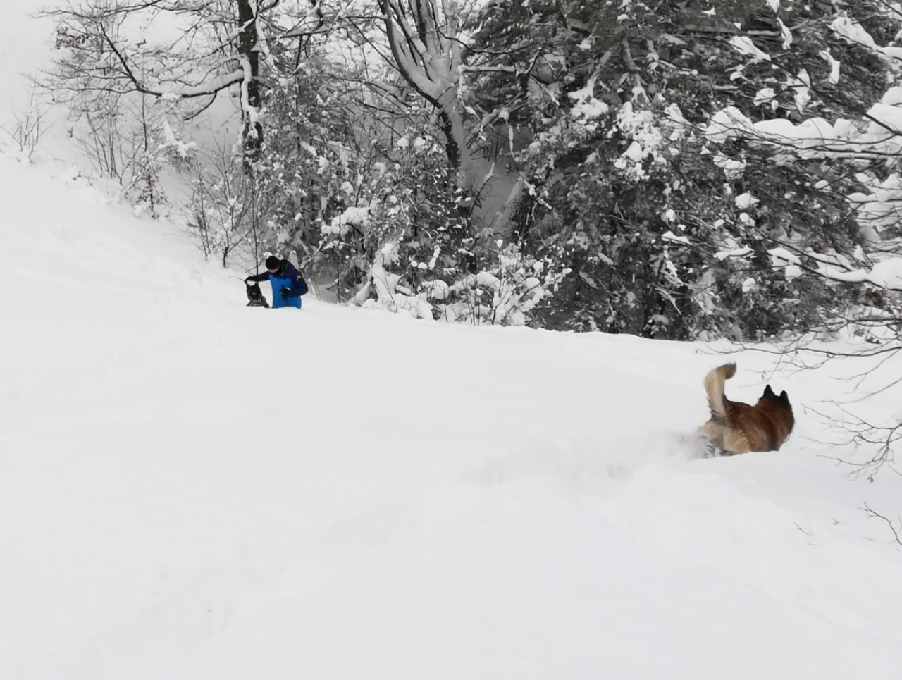 download-15467719810787206440180230600013ponijerix