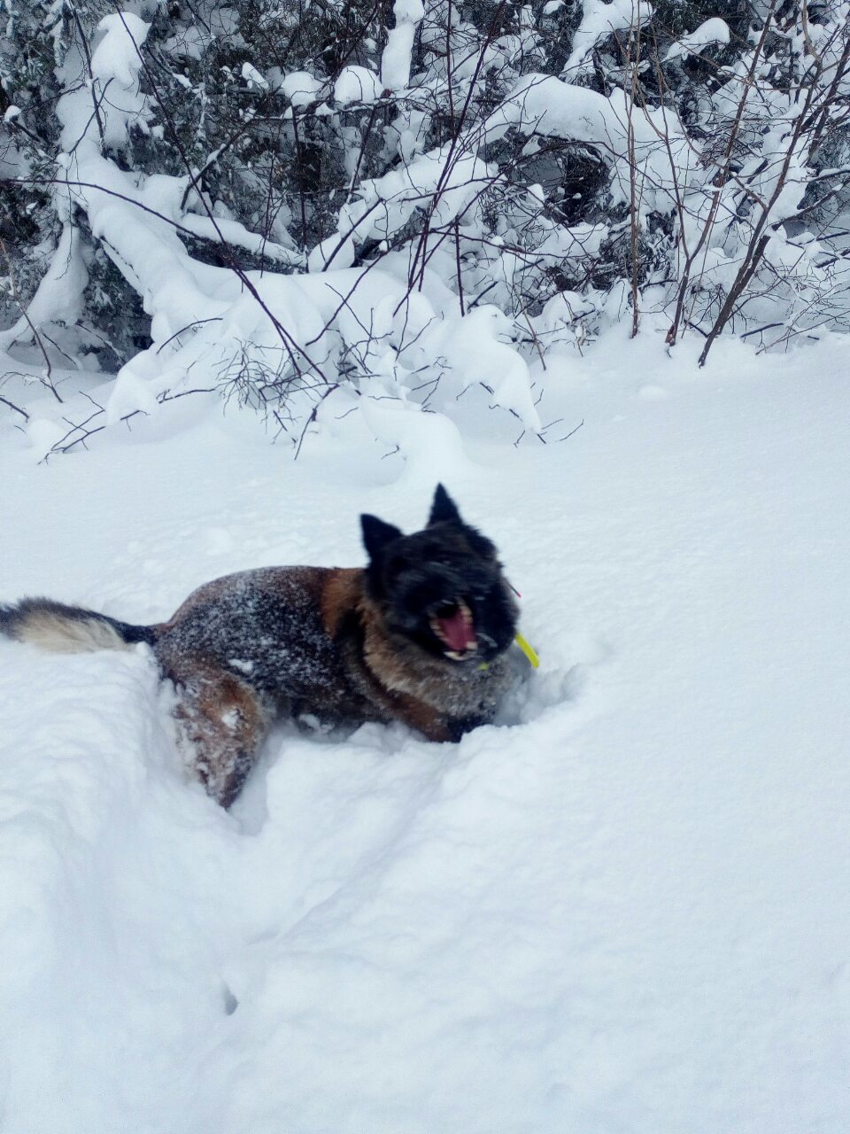 download-15467719859873108156599154605707ponijerixi