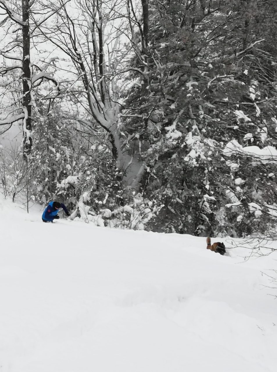 download-15467719970858531734348031486678ponijeriXIII