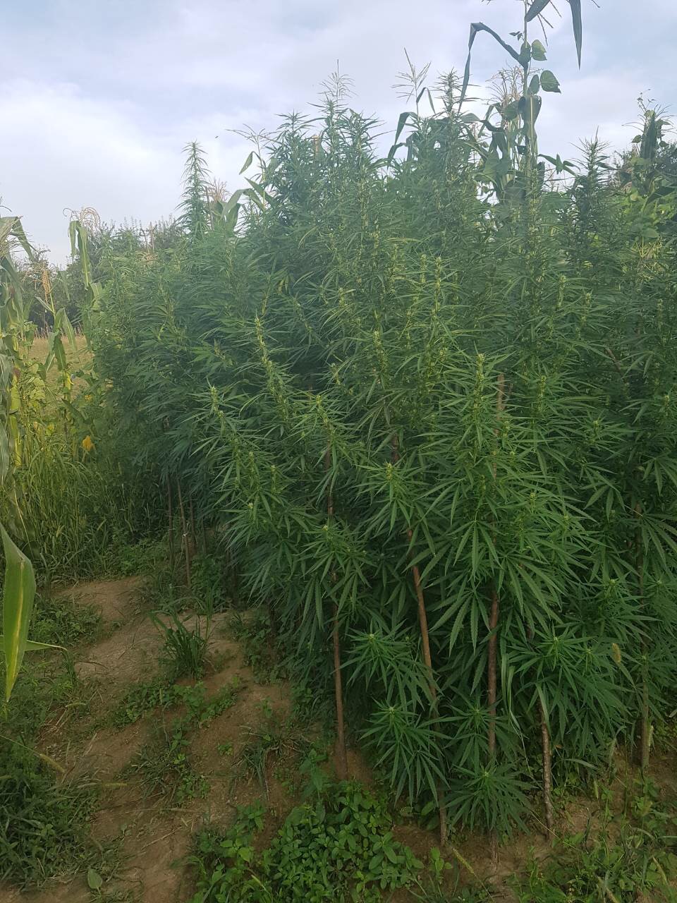 download-15652569344245960977514035762870IMG_2769