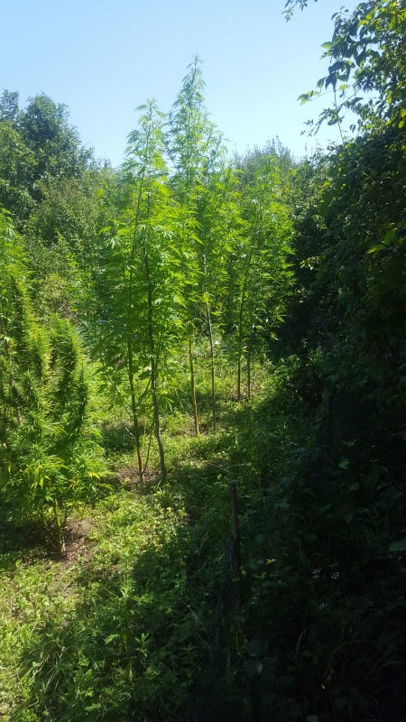 download-15974820595891929927683318994853droga 2